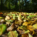 Herbstblätter auf dem Waldweg