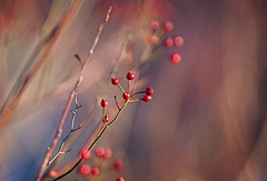 Die Hagebutte hat in der Natur sehr schön rausgeleuchtet ;)) The rose hips looked very beautiful in nature ;)) Les cynorrhodons étaient très beaux dans la nature ;))