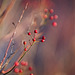 Die Hagebutte hat in der Natur sehr schön rausgeleuchtet ;)) The rose hips looked very beautiful in nature ;)) Les cynorrhodons étaient très beaux dans la nature ;))