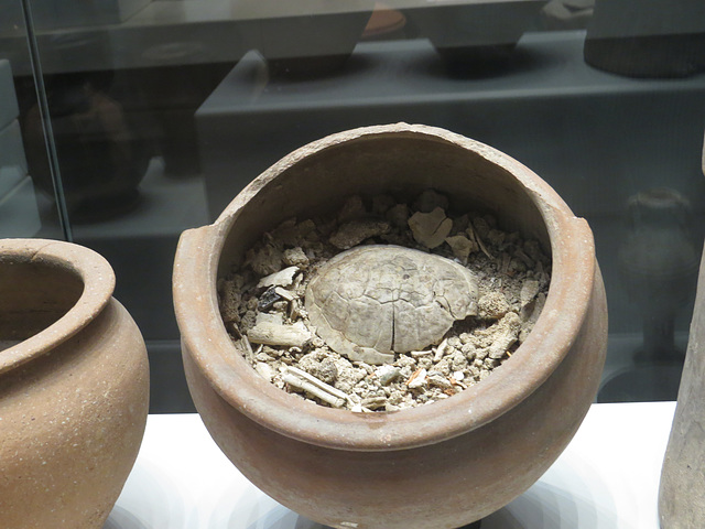 Musée d'Histoire de Marseille : urne funéraire à la tortue.