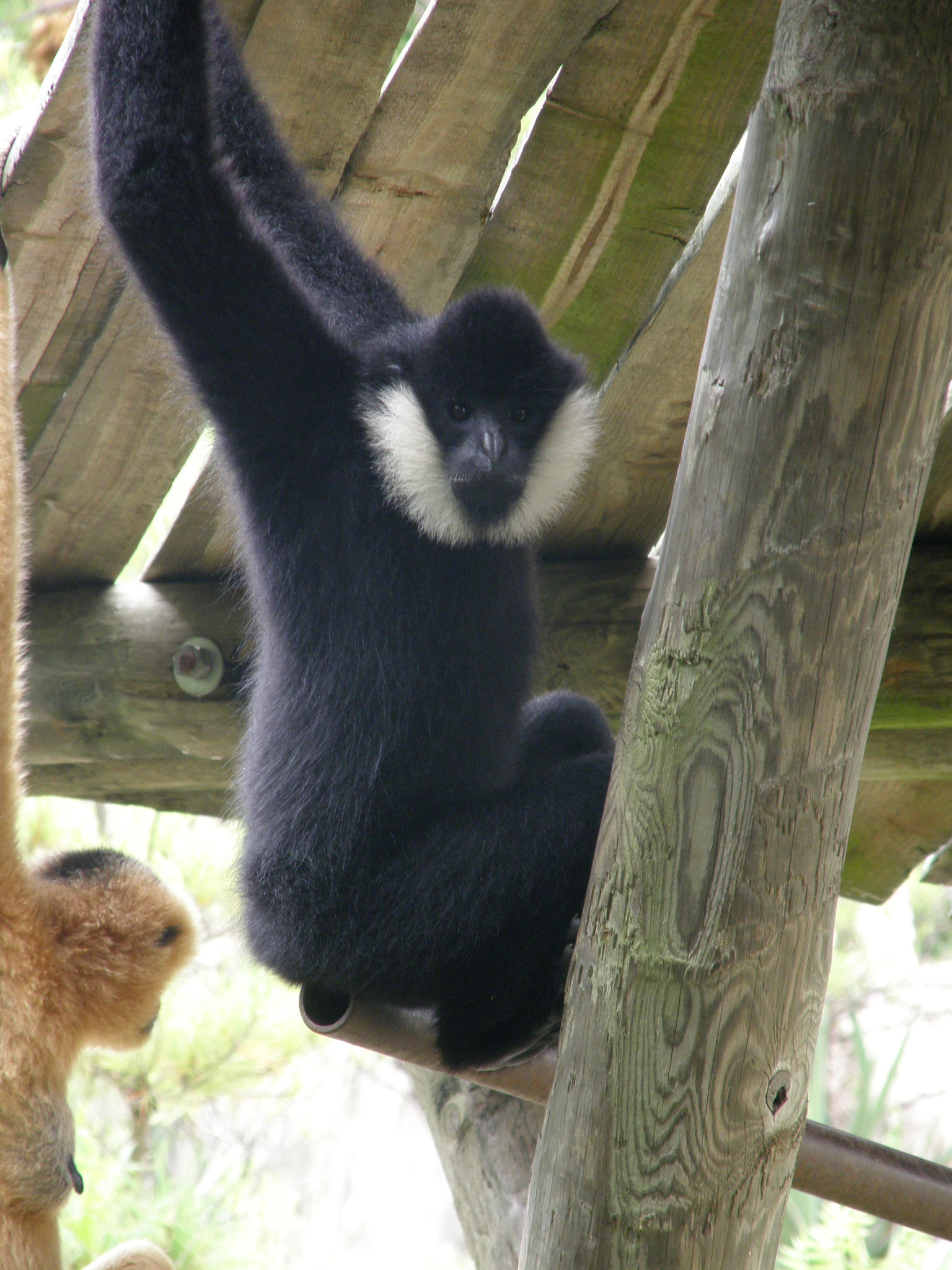 Gibbon