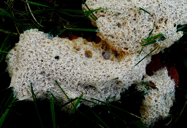 Slime Mould. Fuligo candida?