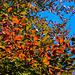 Autumn Colours in Manor Park