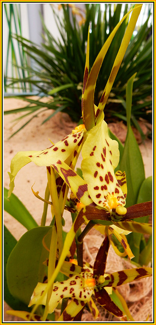 Brassia- Orchidee