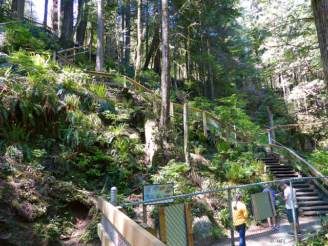 Lynn Canyon, BC