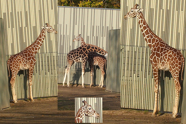 Giraffen im Dresdner Zoo