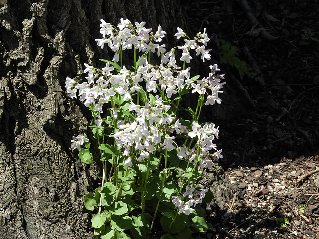 Wildflowers, Pt Pelee, Ontario