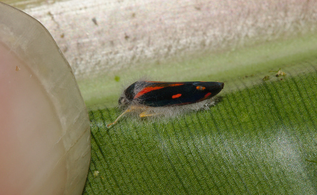 Froghopper IMG_7594