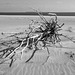 Driftwood, Fort Macon beach