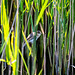 Reed warbler