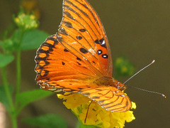 Friends in the Garden ...