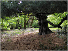 Under  the old pine