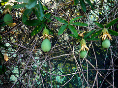 fence decorations (PiPs!)