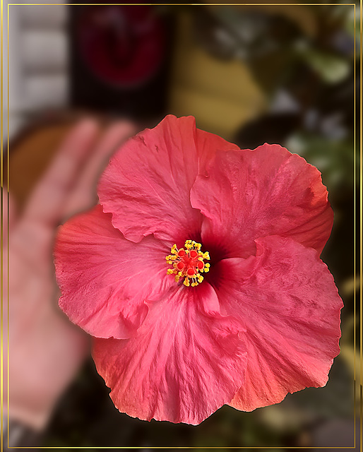 palm-sized flower ❁