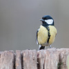 Dicky birds of the New Forest - Great Tit