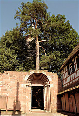 Der Baum auf der Klostermauer
