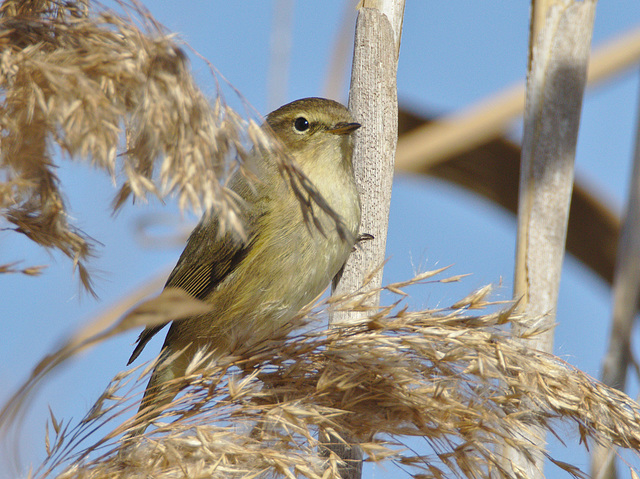 IEF7A0537bird