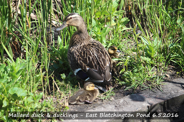 Mallard duck & ducklings - East Blatchington Pond - 6.5.2016