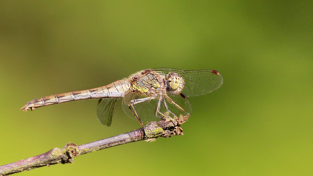 Mme Sympetrum strié