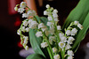 un brin de muguet pour vous