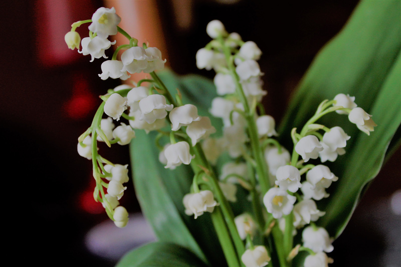 un brin de muguet pour vous