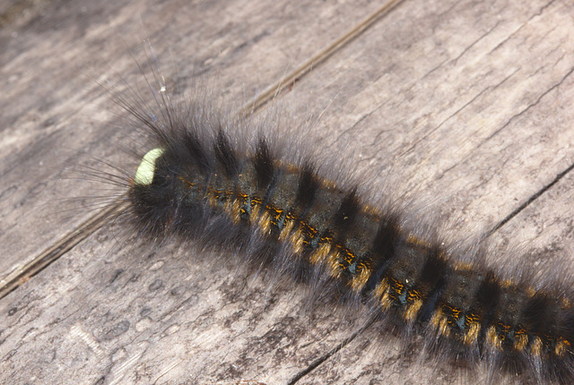 Caterpillar IMG_7570