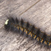 Caterpillar IMG_7570