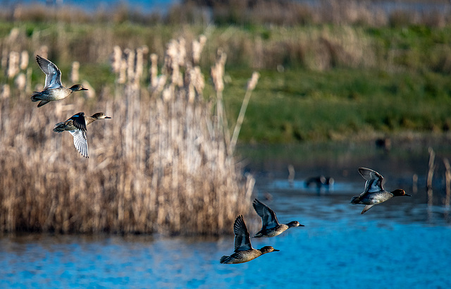 Wigeon in flight