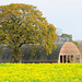 Old barn and tree