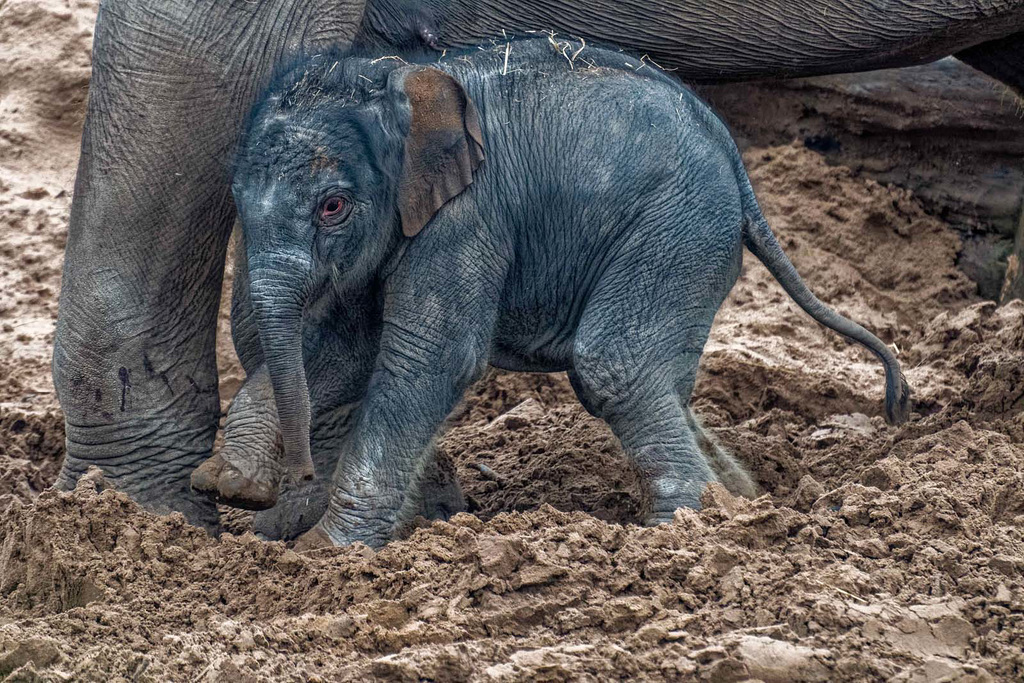 New baby elephant, Chester Zoo.