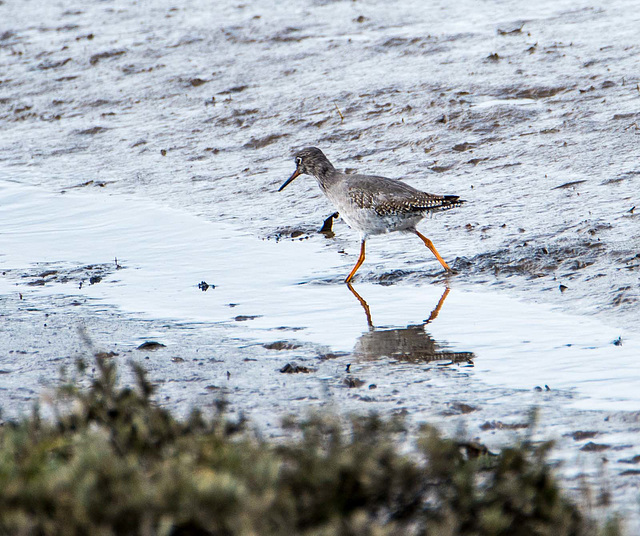 Red shanks