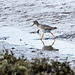 Red shanks