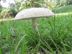 A miniature Umbrella.. in the Garden