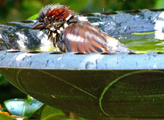 ... au bain ...