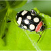 IMG 0166 Beetle