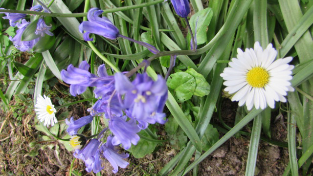 Bluebells And Daisies