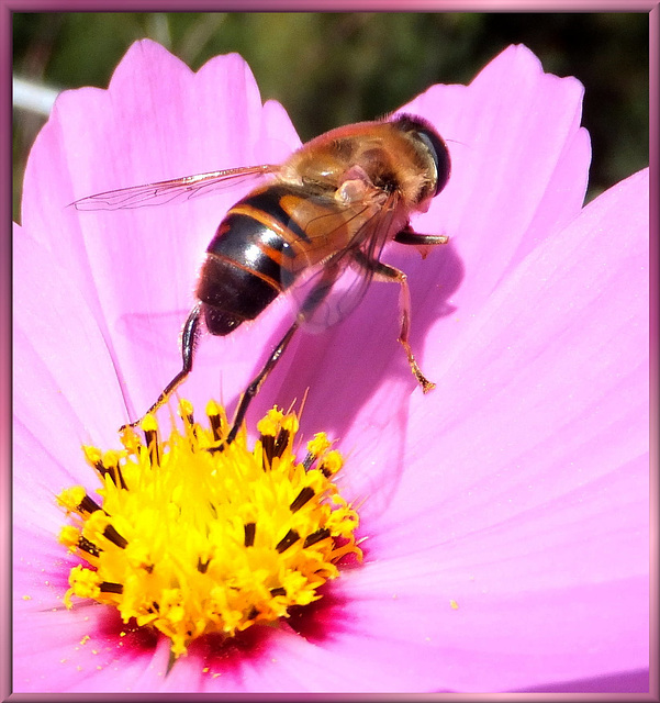 Flüchtende Schwebfliege... ©UdoSm