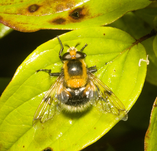 IMG 0312 Hoverfly-1-1