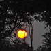 Sunleviĝo en la tendumejo. Okavango -Delto