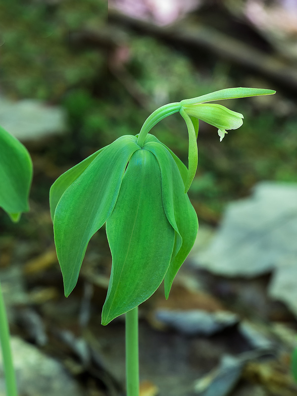 Isotria medeoloides (Small Whorled Pogonia orchid)