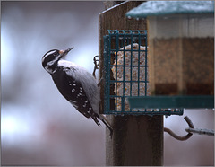 Closer view of the Hairy woodpecker