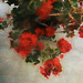 geraniums