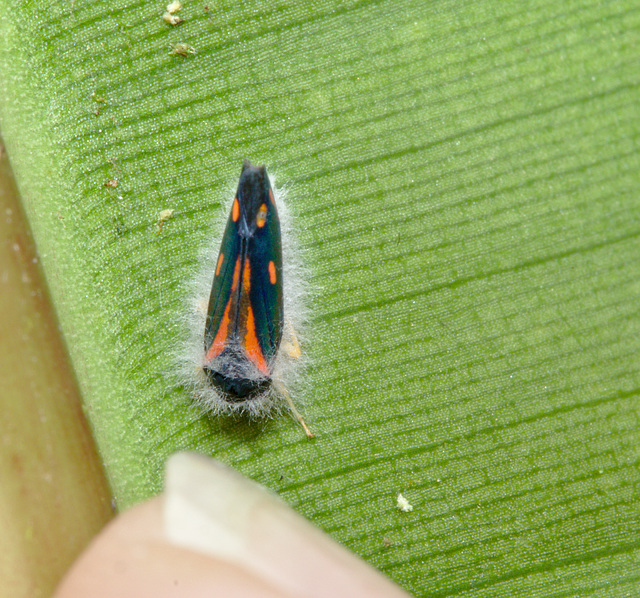 Paratized leafhopper IMG_7586