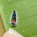 Paratized leafhopper IMG_7586