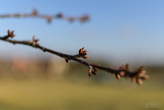 Herbstliche Knopsen