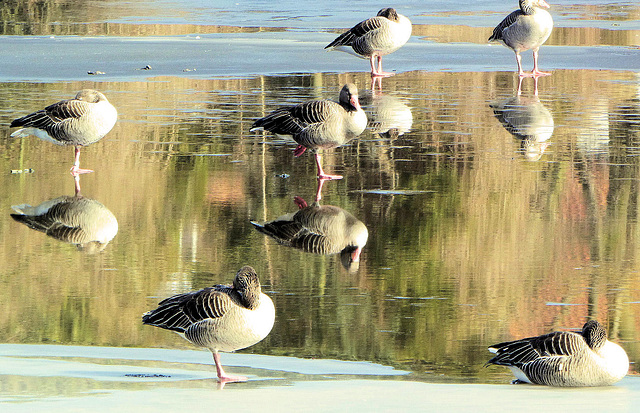 Gans lässig