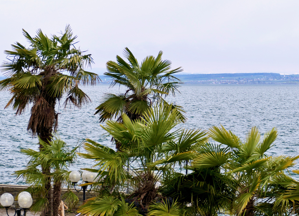 Palmen am Bodensee