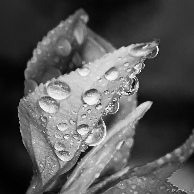 Perles de pluie