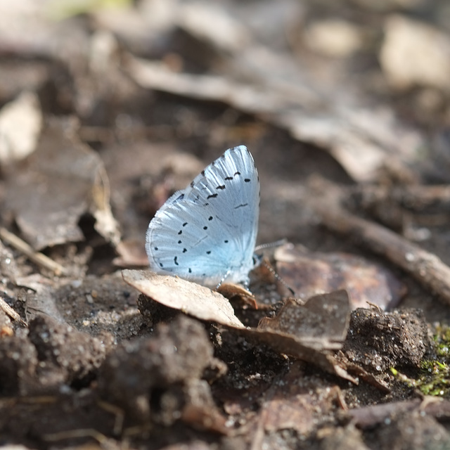 Bläuling im Frühling