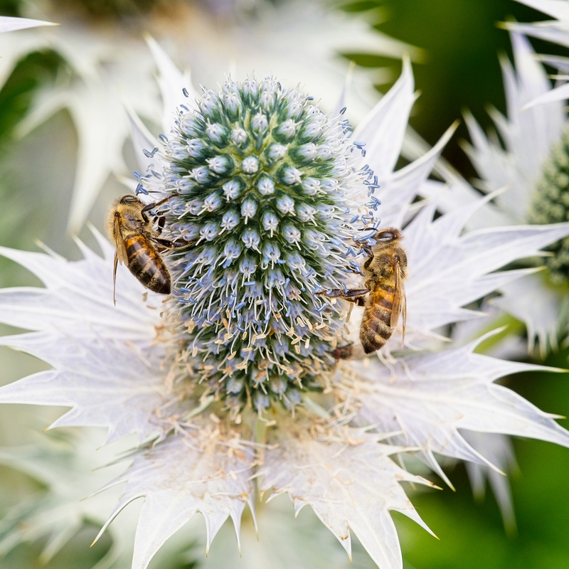 Bees on Sea Holly (Eryngium planum)